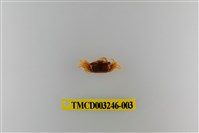 藏品(乳白南方招潮蟹)的圖片